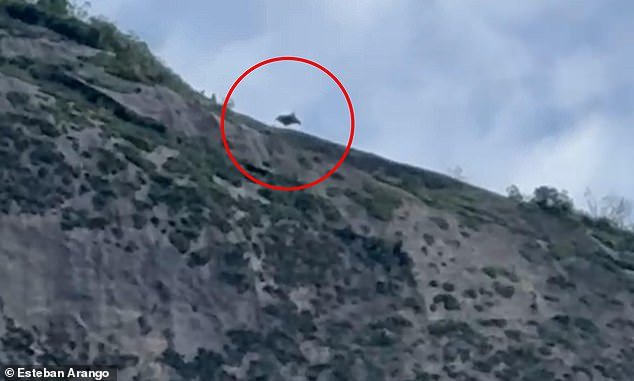 El saltador del traje aéreo logró un escape milagroso al estrellarse contra las rocas cuando su paracaídas se desplegó y aterrizó de manera segura mientras estaba inconsciente.