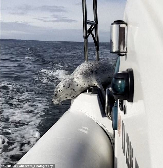 ¡Mi destino no está sellado! MOMENTO INCREÍBLE Una foca escapa de las orcas saltando a un barco