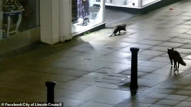 Otter y el equipo de Fox dan un agradable paseo por el centro de la ciudad por la noche, dejando a los espectadores preguntándose si este es el último anuncio navideño de John Lewis.