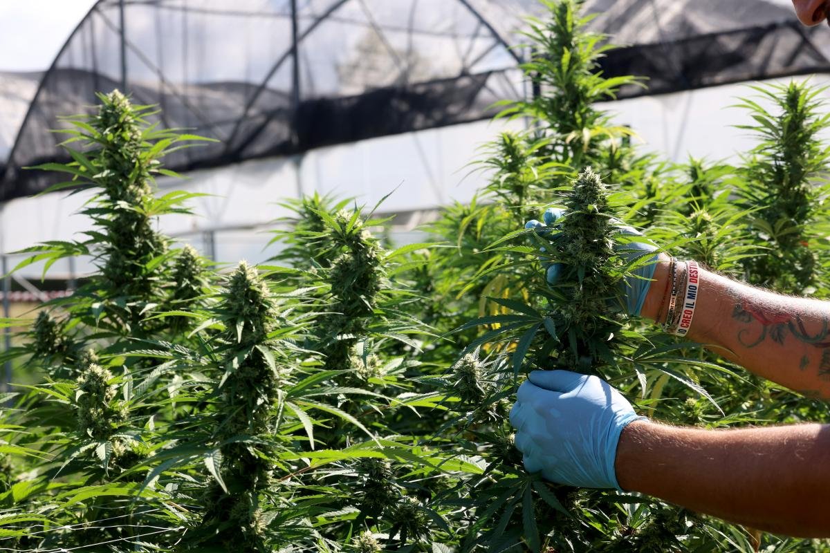 La ‘prohibición del cáñamo’ de Trump pone fin a la marihuana legal de puerta trasera, a pesar de las quejas de la industria de la marihuana