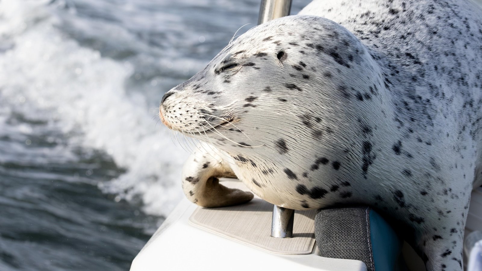 Una foca escapa de la caza de una orca saltando al barco de un fotógrafo