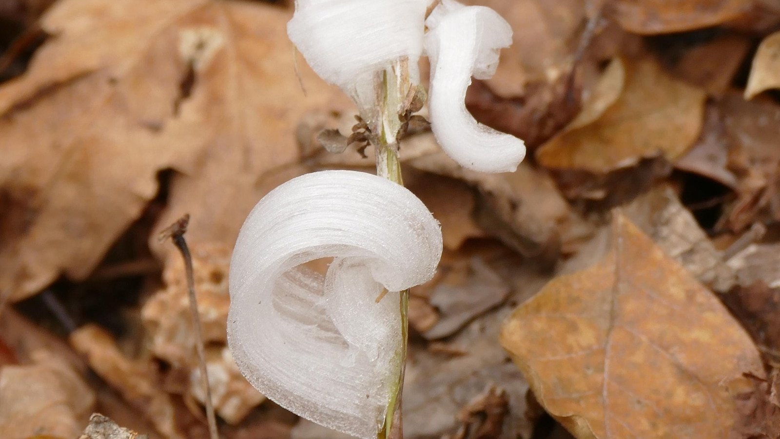 La primera gran ola de frío trae mágicas flores heladas llamadas Frost Flowers