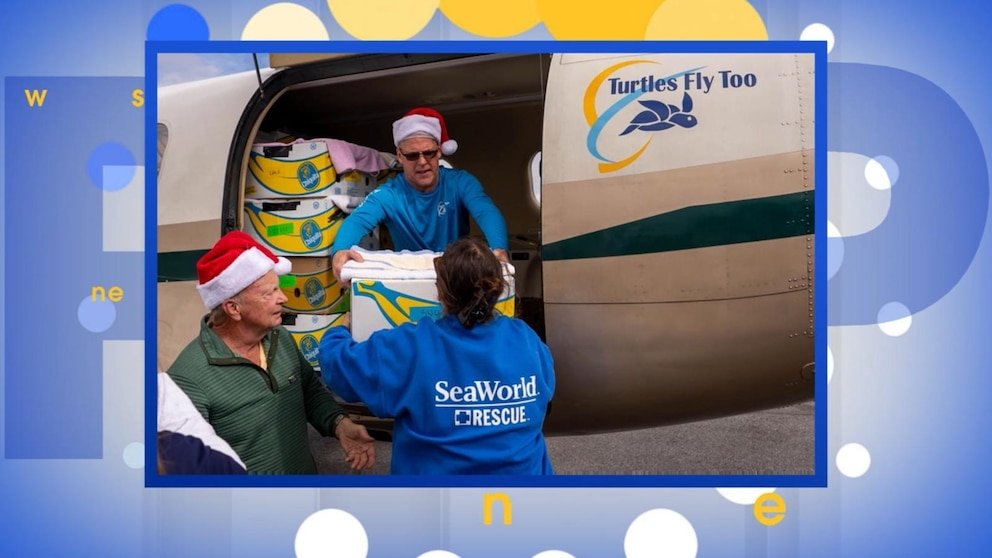 MIRAR: Tortugas varadas rescatadas y trasladadas en avión a aguas más cálidas