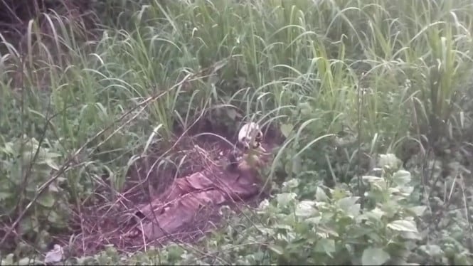 Gegar, Descubrimiento de esqueletos humanos en Maluku