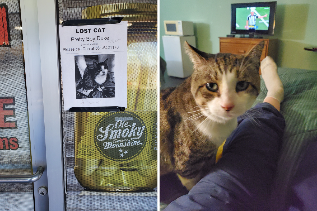 Un gato se perdió en un viaje; semanas después, su dueño recibe una llamada