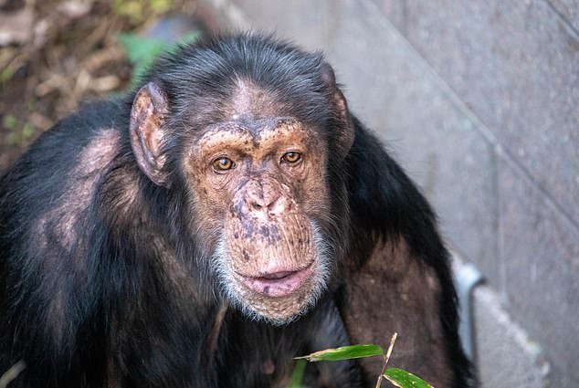 Un chimpancé de circo de un zoológico alemán ha comenzado una nueva vida en Edimburgo