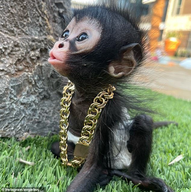 Los monos domésticos pueden ser «atrapados y asesinados» en Inglaterra como prohibición en medio de la tendencia de las redes sociales