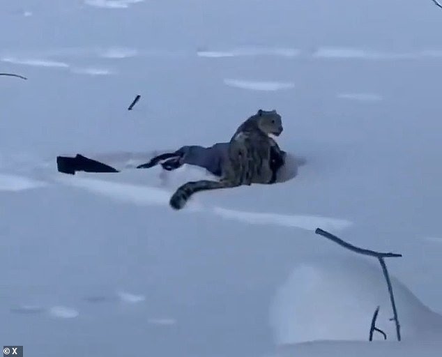 Momento Un turista de esquí fue atacado y gravemente herido por un leopardo de las nieves mientras intentaba tomarse una selfie con la rara bestia.
