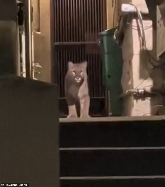 Un puma deambulando por una zona residencial de San Francisco