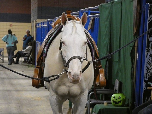 La pandilla sacrificó un caballo para que el miembro asesinado fuera «un corcel para ir al Valhalla», escuchó el tribunal.