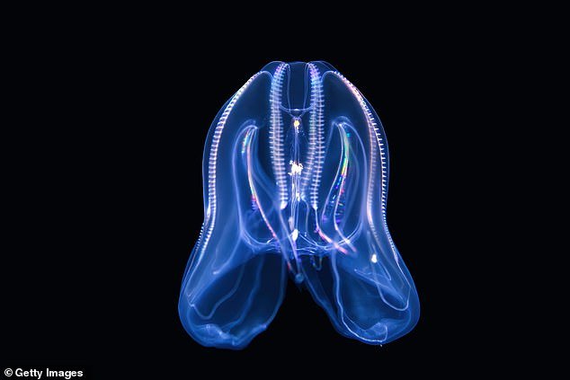 Venecia está invadida por medusas caníbales, el ano desaparece… y están causando estragos