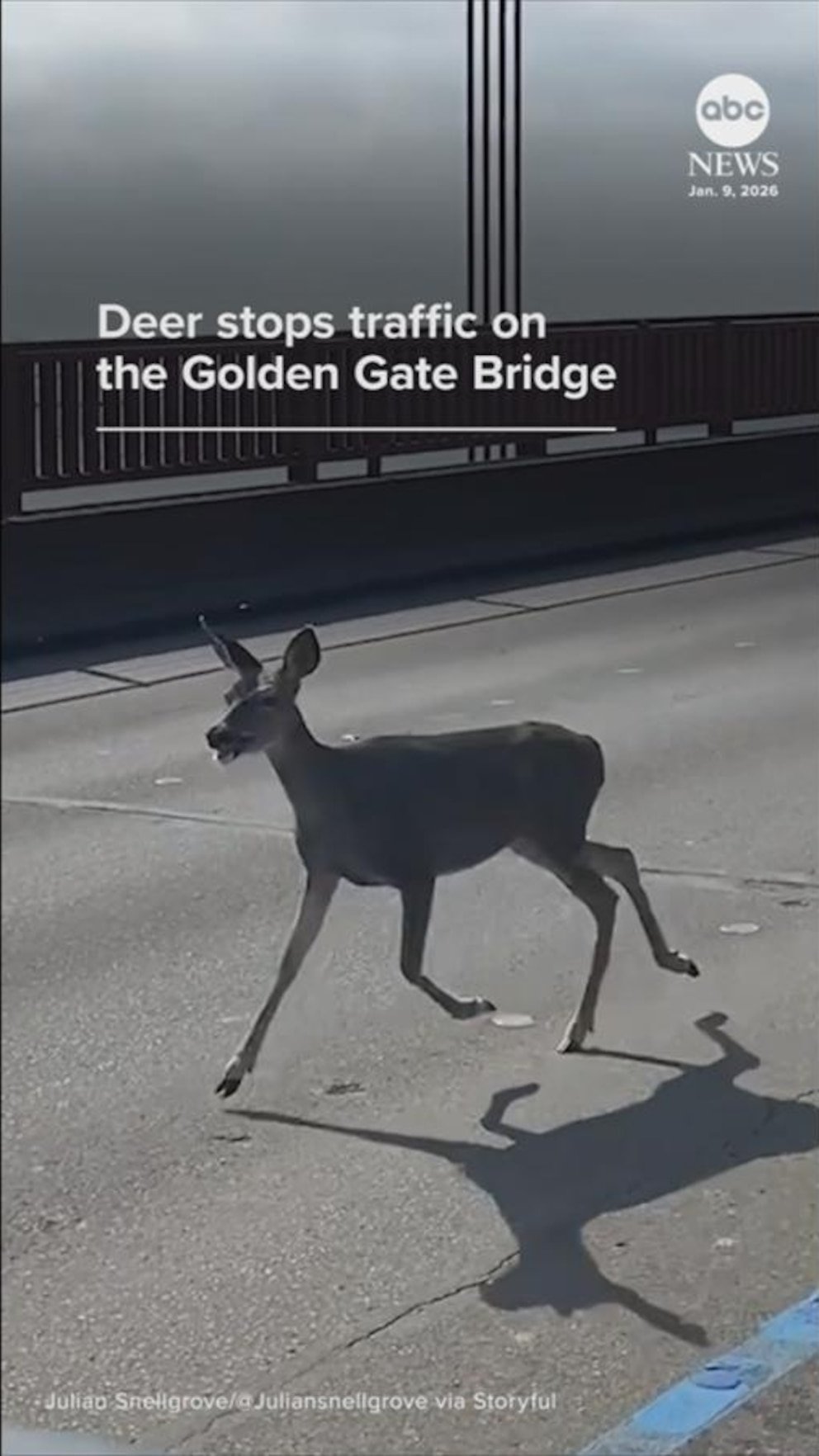 MIRA: Un ciervo detiene el tráfico en el puente Golden Gate