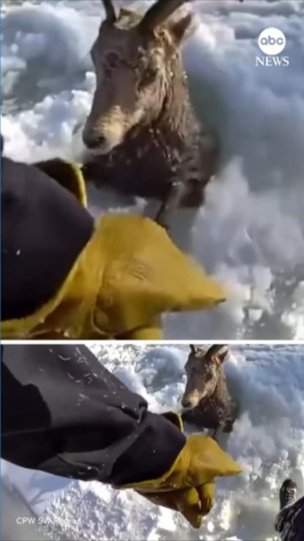 MIRA: El borrego cimarrón es rescatado después de caer a un río helado en Colorado