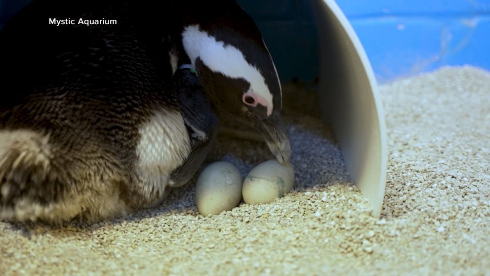 MIRAR: El Acuario de Connecticut da la bienvenida a dos polluelos de pingüino en peligro de extinción