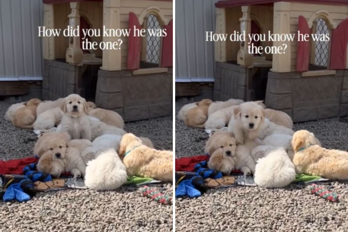 El propietario se da cuenta del momento adecuado: el cachorro Golden Retriever lo ‘ama’