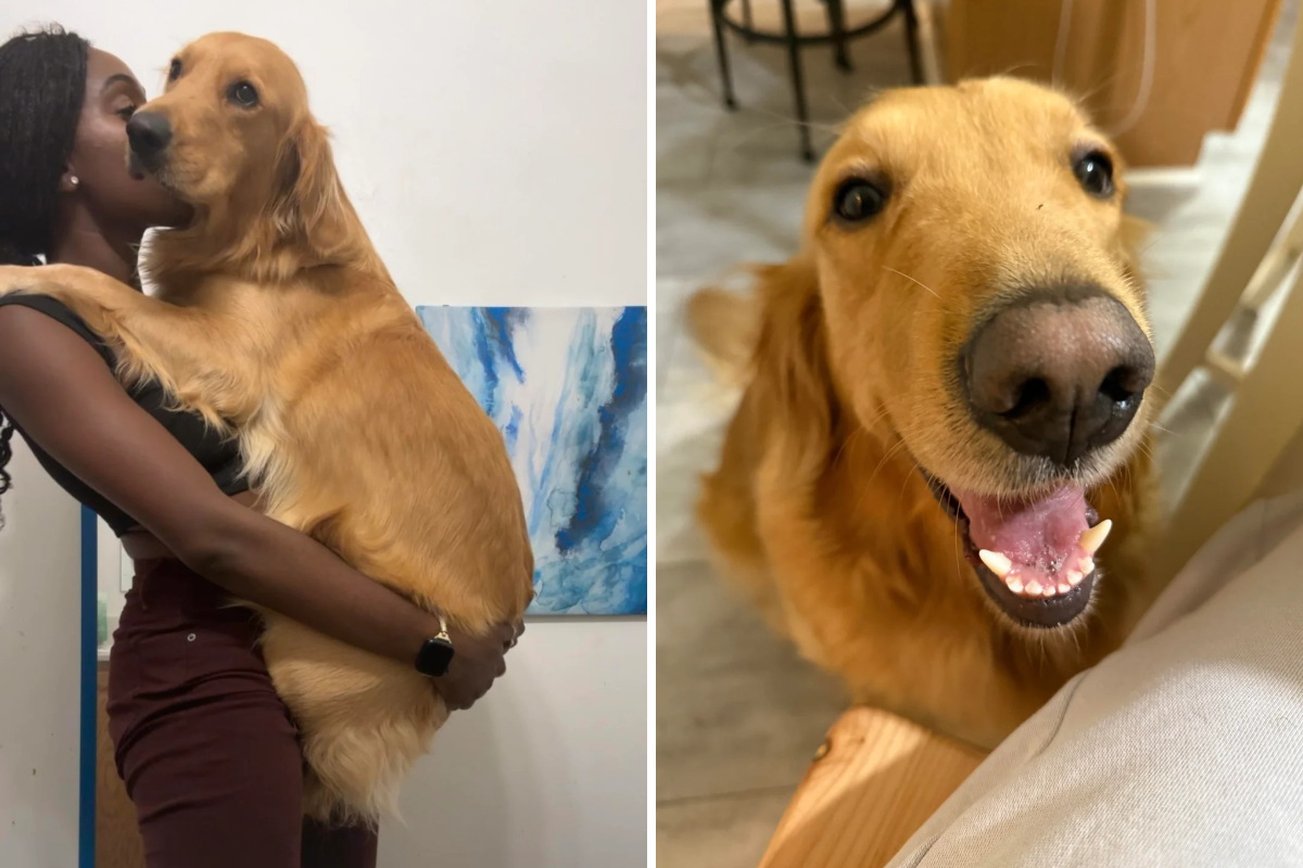 Dueño de una golden retriever negra, sorprendido por lo que dicen los extraños sobre la raza