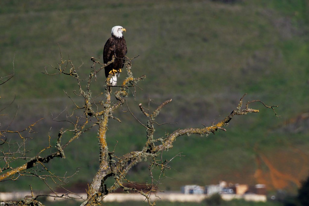 Palo Alto Group compra 2284 acres en Sargent Ranch y pone fin a una batalla de 10 años