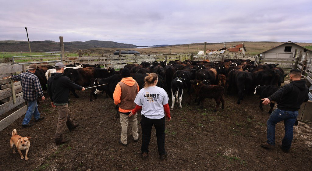 Se acerca la fecha límite para cerrar los ranchos y lecherías de Point Reyes National Seashore – The Mercury News