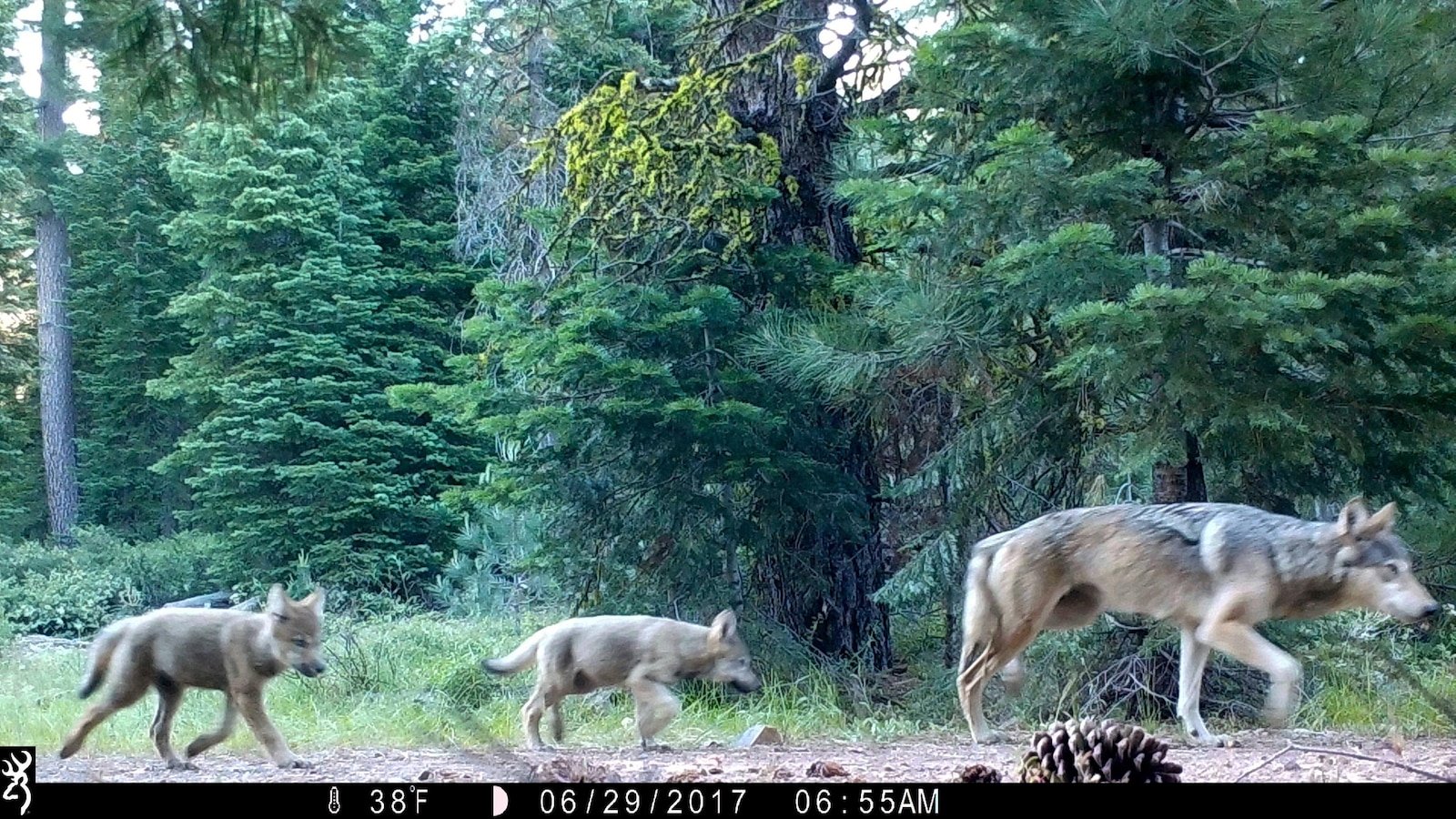 El personal de vida silvestre deja de buscar activamente lobos jóvenes después de los ataques al ganado.