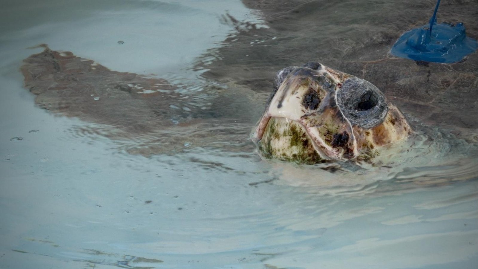 Tortuga marina con 3 aletas nada libremente después de rehabilitación en Florida y ahora sigue satélite