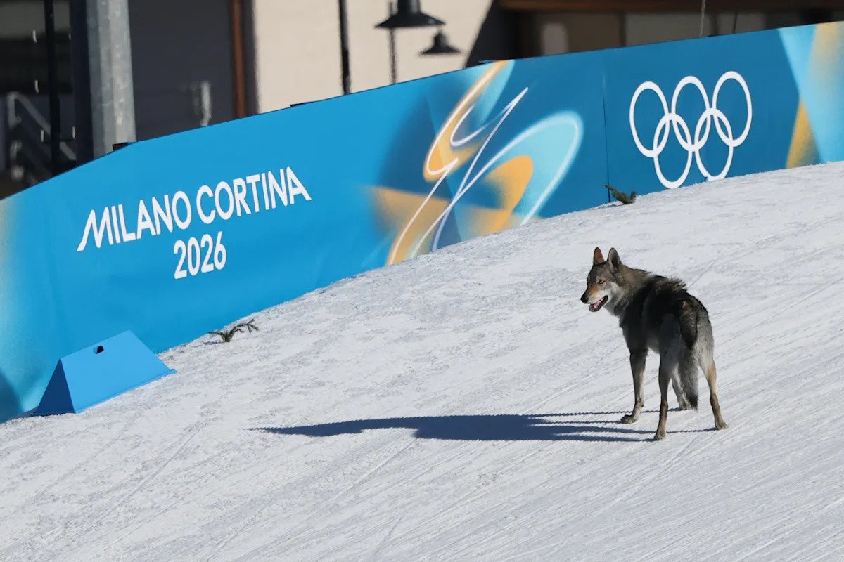 Juegos Olímpicos de Invierno 2026: un perro interrumpe las eliminatorias de esquí de fondo cuando los competidores llegan a la meta