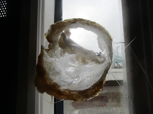 Los funcionarios penitenciarios están pasando hasta 11 años instalando ventanas a prueba de drones y dejando escáneres sin reparar durante meses mientras las drogas continúan inundando las cárceles, advirtió un organismo de control.