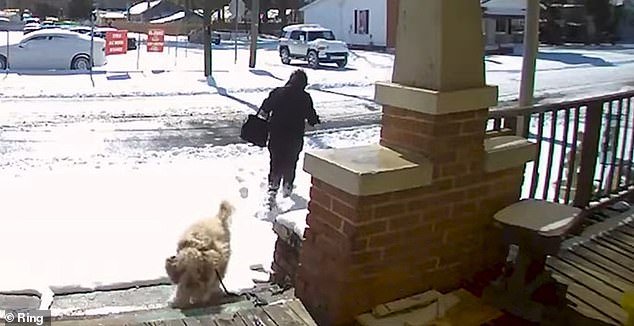 Una mujer de buen corazón ha sido acusada después de acoger a un perro callejero aterrorizado después de verlo abandonado en la calle durante una tormenta de nieve.