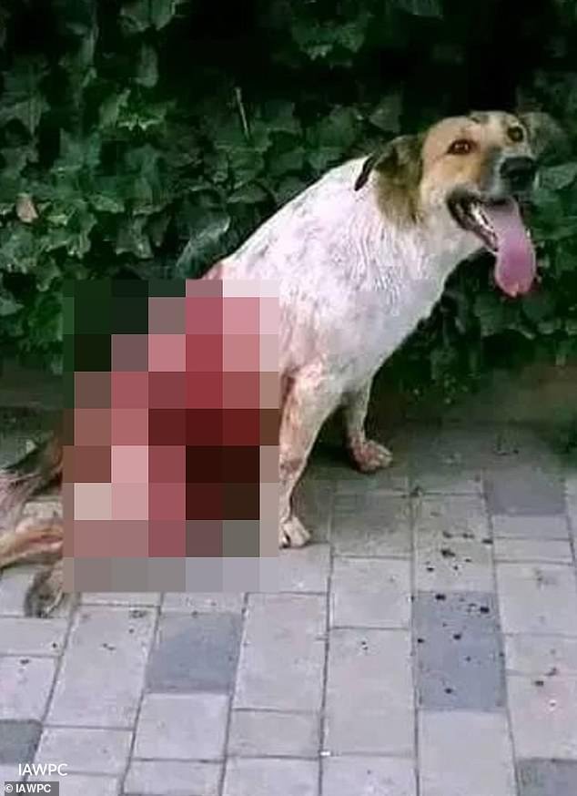 Indignación por el asesinato de tres millones de perros antes del Mundial