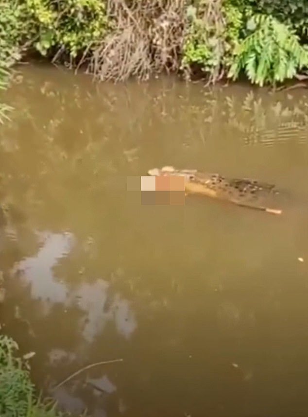 El aterrador momento en que un cocodrilo escapó con el cuerpo sin vida de una mujer en sus mandíbulas, antes de que los lugareños enojados abrieran fuego contra el enorme depredador de Indonesia.