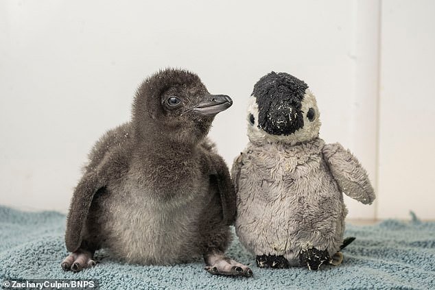 Un raro pingüino llamado Henry, nacido en el Acuario de Dorset, recibe un juguete de peluche para que le haga compañía hasta que llegue su hermano.