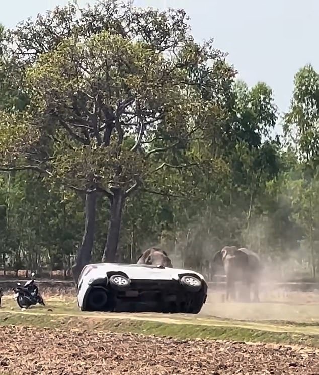 ¡Ahora no, amigo! Un elefante sexual se volvió loco y destruyó vehículos