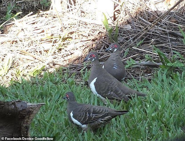 El césped fuera de la casa de Denise ha sido destruido por un ayuntamiento… pero ella no está contenta porque esconde un objeto valioso en su interior.