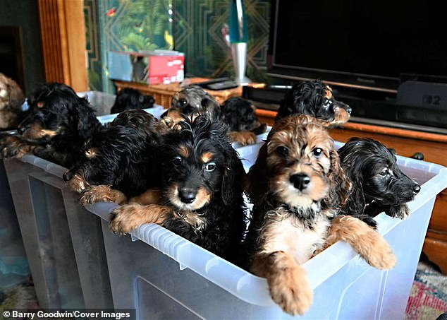 Una familia se sorprendió cuando su perra dio a luz a 17 cachorros después de 13 horas de parto.