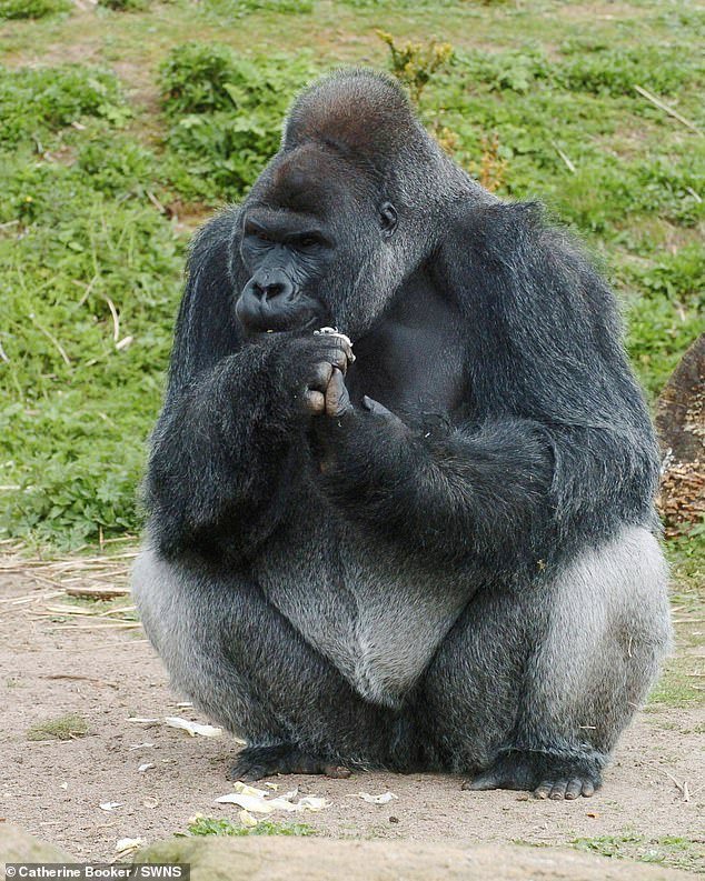 Jack, el gorila de espalda plateada más viejo del zoológico de Bristol, de 45 años, muere días después de mudarse a un nuevo hogar en medio de críticas