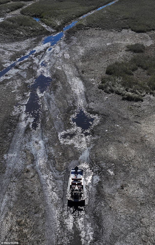 Los Everglades de Florida enfrentan una crisis masiva que está haciendo que los caimanes sean más agresivos
