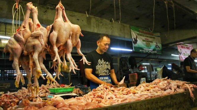 El Ministro de Comercio comprobará los precios de la carne de pollo en el mercado de Budi, ya que alcanzan los 45.000 IDR por kg.