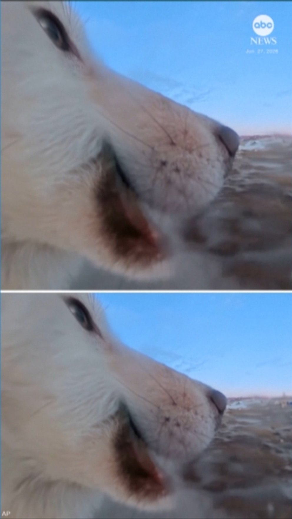 MIRA: Perro bate récord al robar la cámara de un periodista