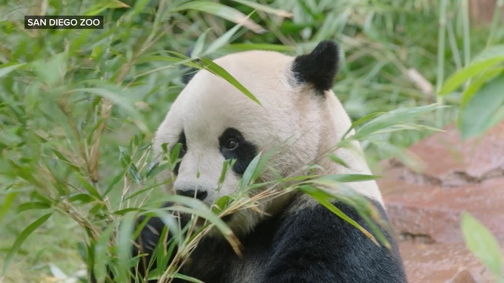 Ver: Explorando la felicidad en el zoológico de San Diego