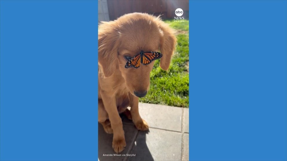 MIRA: Un cachorro de golden retriever se confunde con una mariposa en su cara