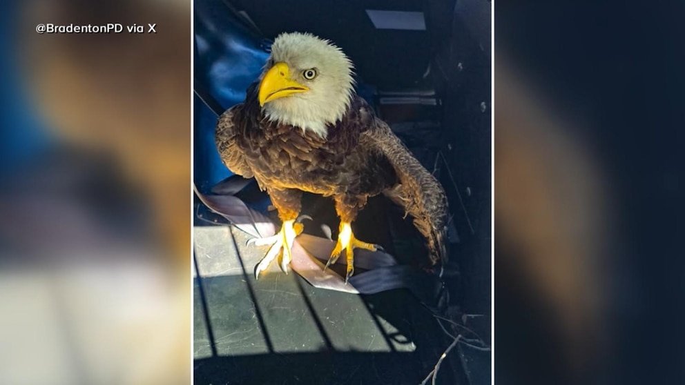 MIRAR: Águila calva rescatada en el Día de los Presidentes