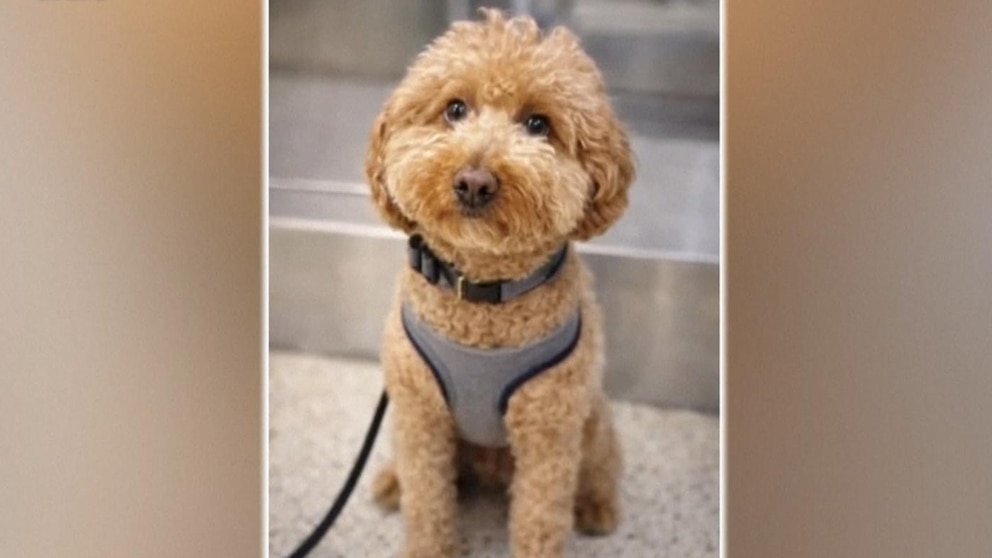 MIRAR: Perro abandonado en el aeropuerto encuentra un hogar para siempre