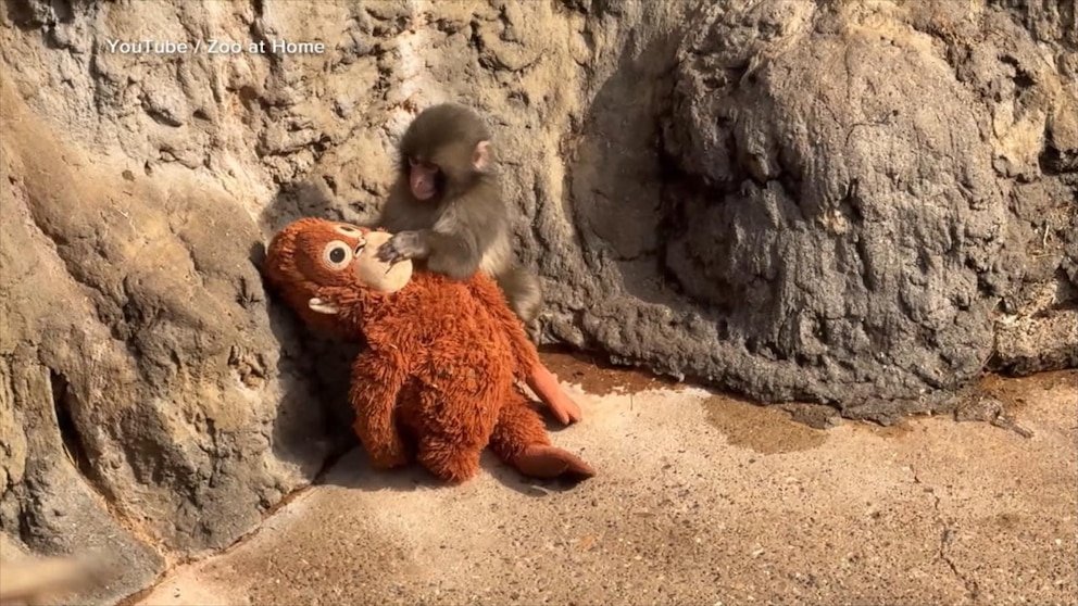 MIRAR: El mono bebé Punch obtiene la aprobación de sus compañeros en el zoológico japonés