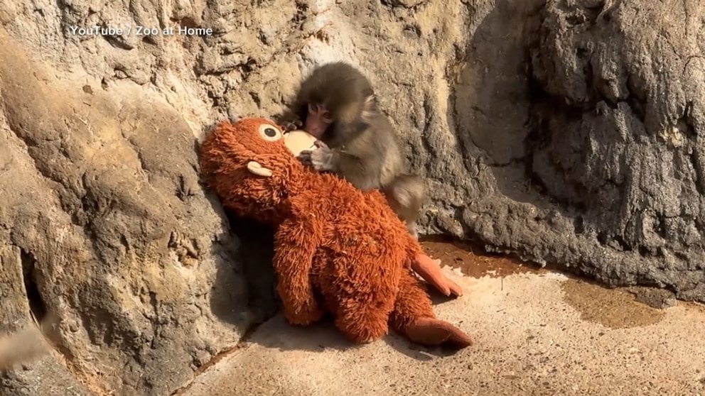 Ver: Conoce a Punch the Monkey