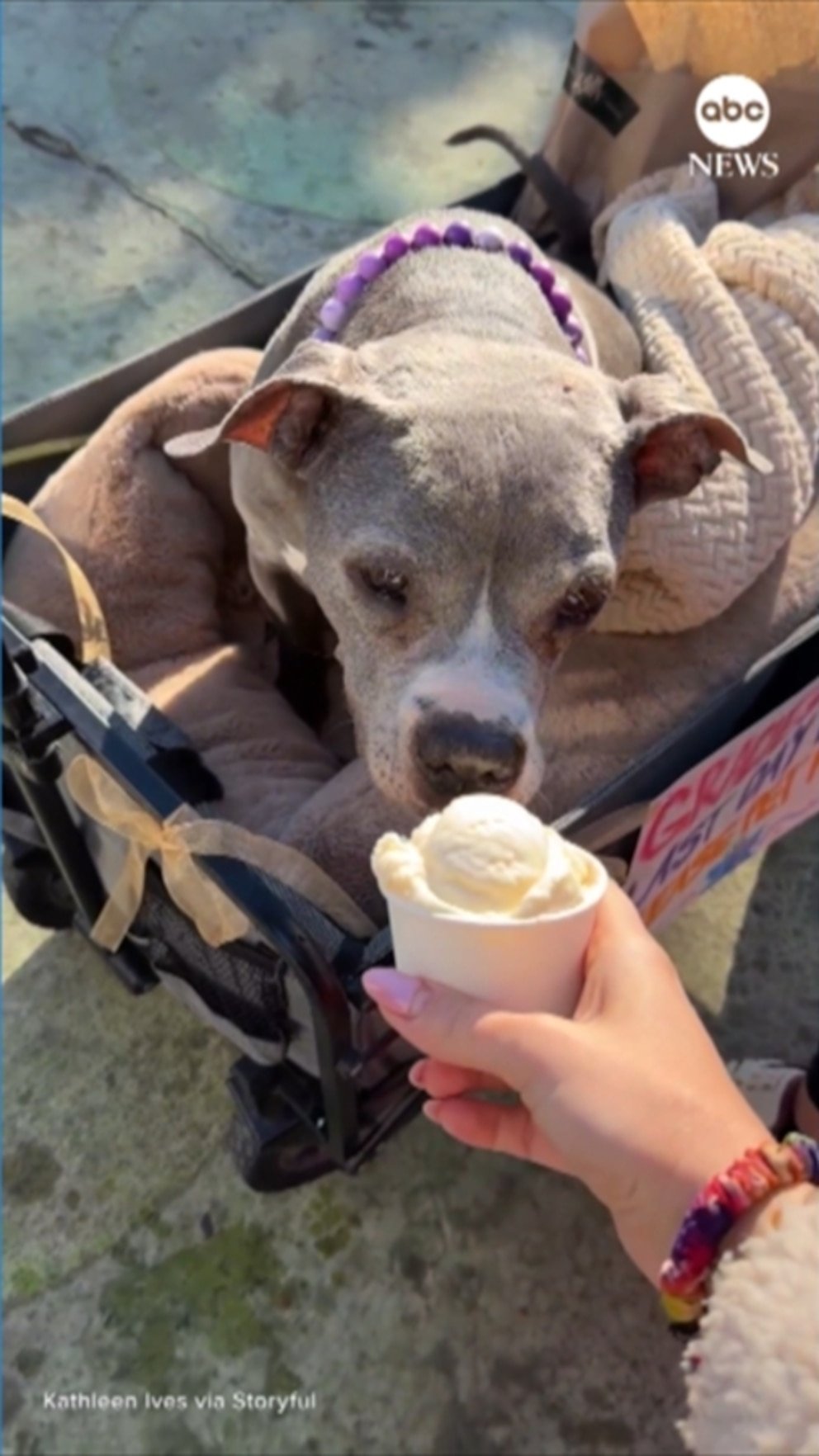 Vídeo: Perro fatal llamado ‘Gracie’ es el ‘mejor último día de todos’