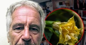 Los correos electrónicos de Jeffrey Epstein se refieren a plantas tóxicas de ‘drogas zombies’ que tenía