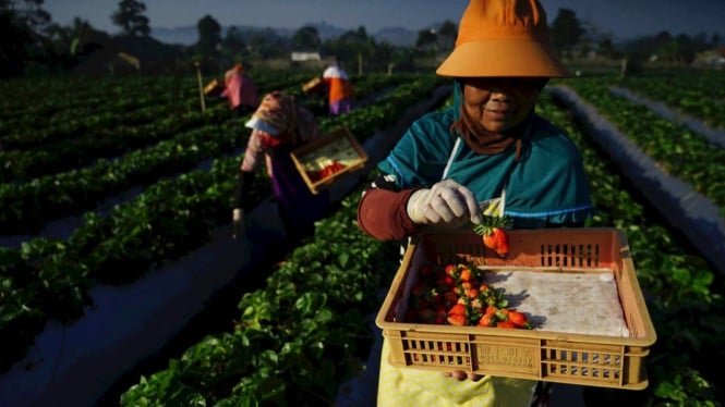 BRI desembolsará KUR IDR 178 billones en 2025, fortalecerá las mipymes y la seguridad alimentaria nacional