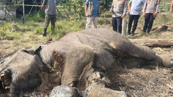 Una cría de elefante muerta fue encontrada en el Parque Nacional Tesso Nilo, la policía intervino para investigar la causa