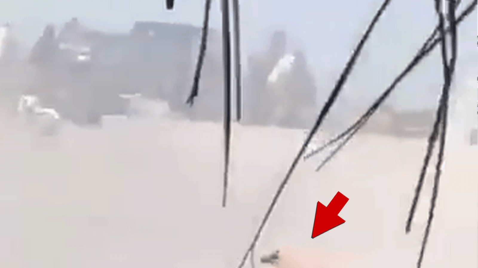 Un perro quedó atrapado en un tiroteo masivo en Puerto Vallarta, México