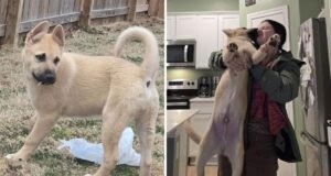 Rescue dice que el perro del nuevo dueño es una mezcla de husky y labrador: la prueba de ADN revela la verdad