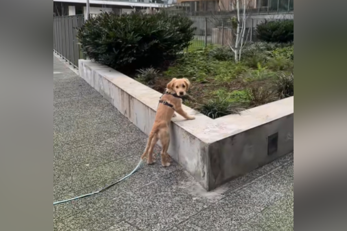 Sorprendido mientras paseaba al perro: semanas después todavía no recuerda al dueño